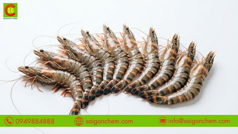Hương tôm giúp món ăn tăng mùi vị hải sản hấp dẫn
